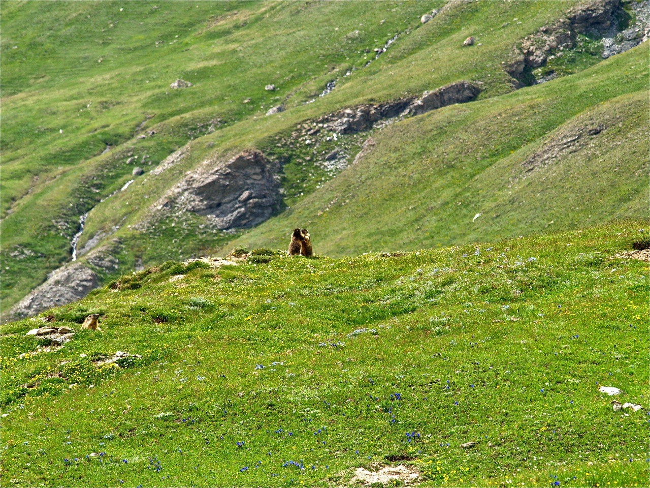 Jeunes Marmottes dans le vallon de la Rocheure