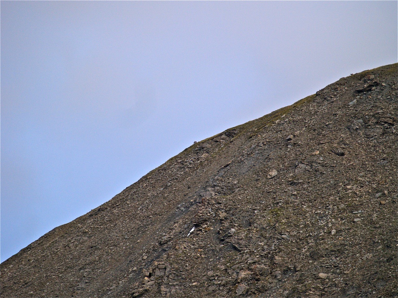 Chamois sur la pointe du Gréfet