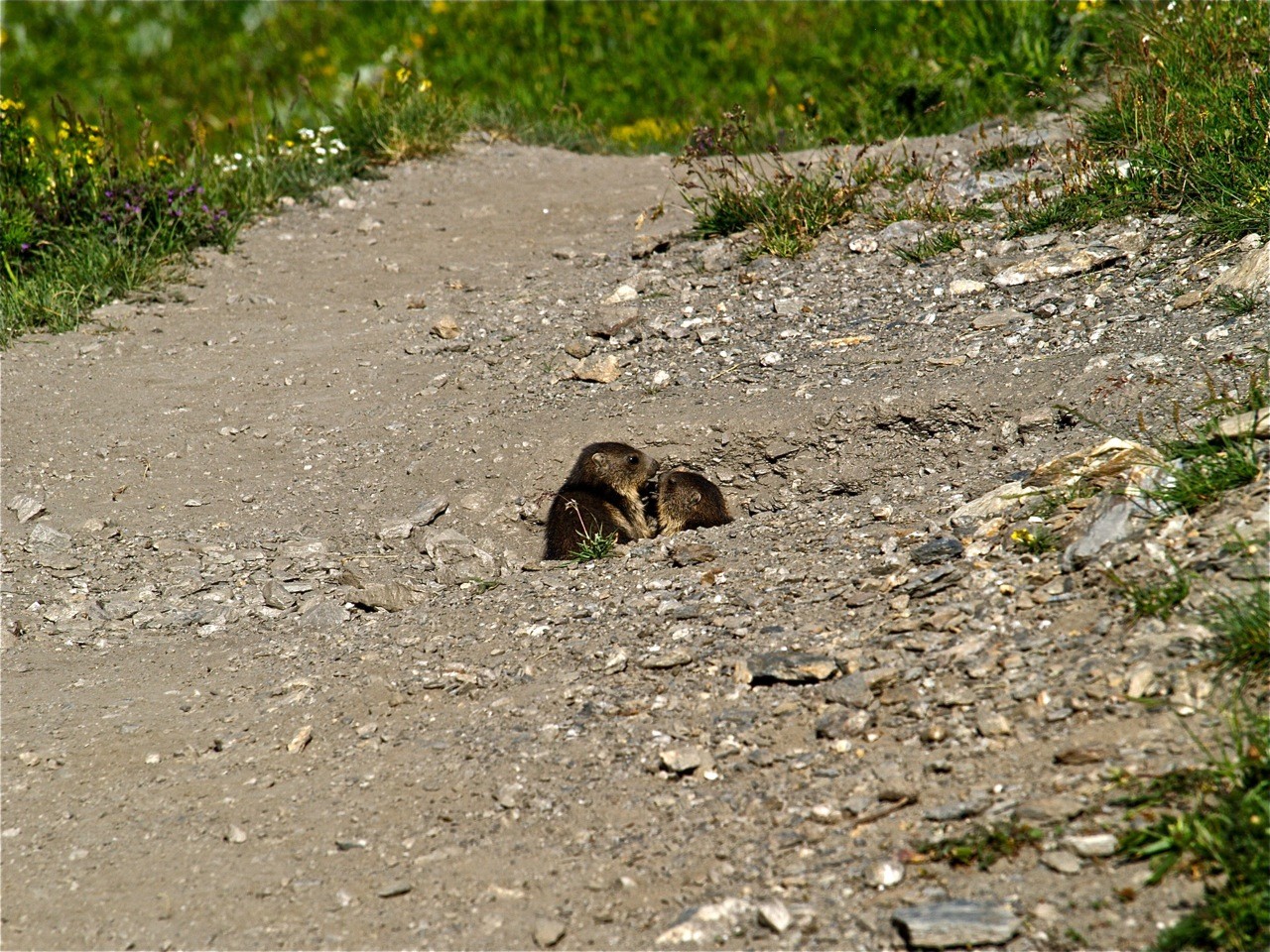 Bébé marmottes dans le vallon de la Rocheure