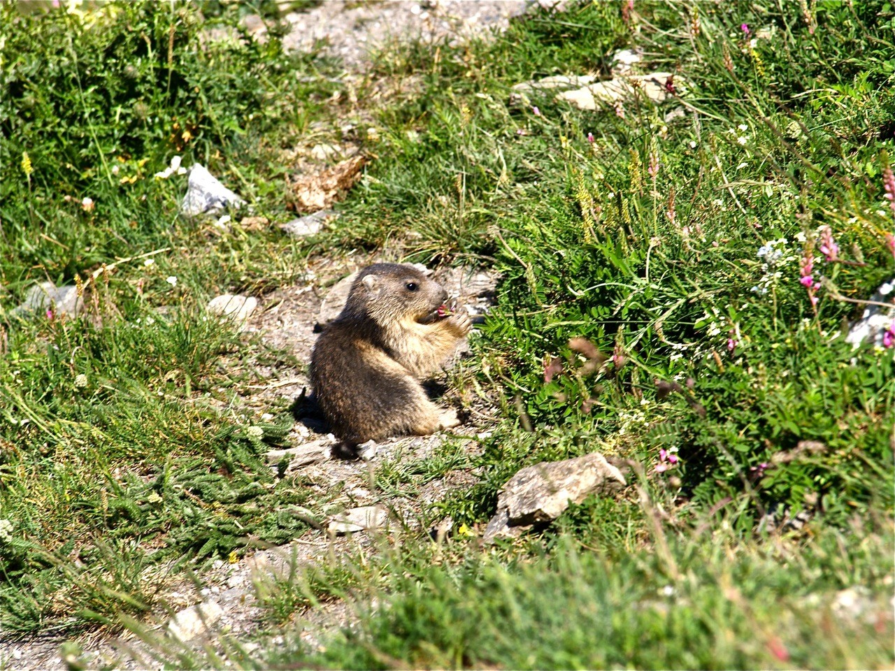 Bébé marmottes dans le vallon de la Rocheure