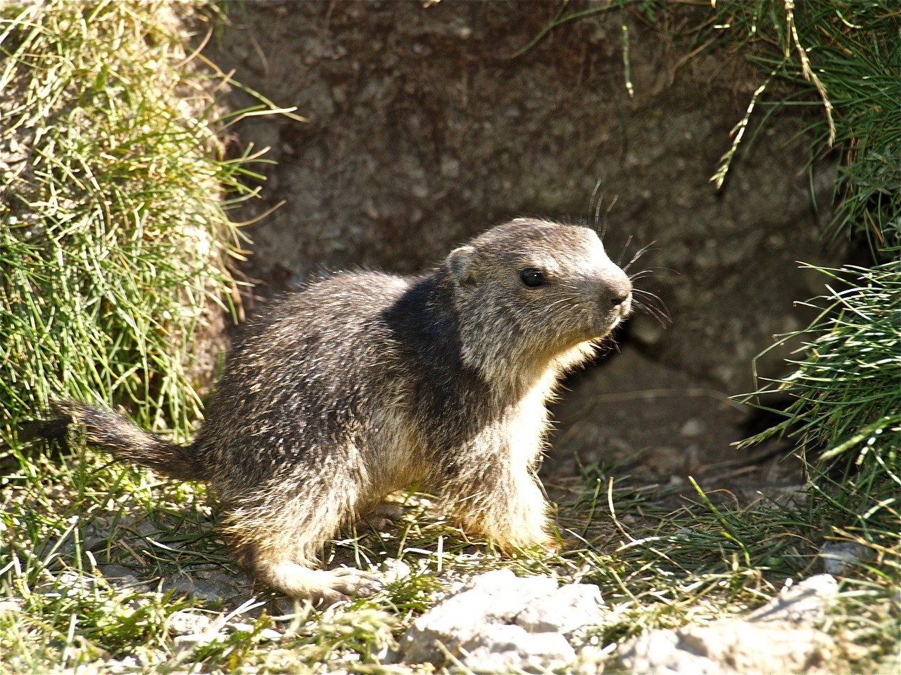 Bébé marmottes dans le vallon de la Rocheure