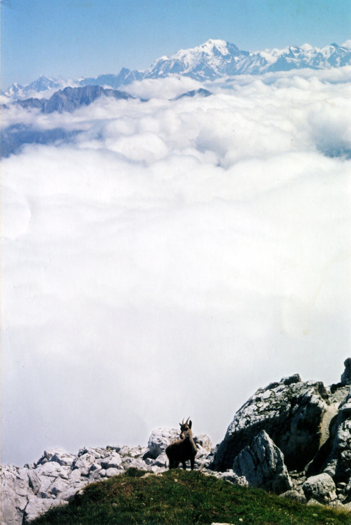 Mont Blanc vu de la Tournette