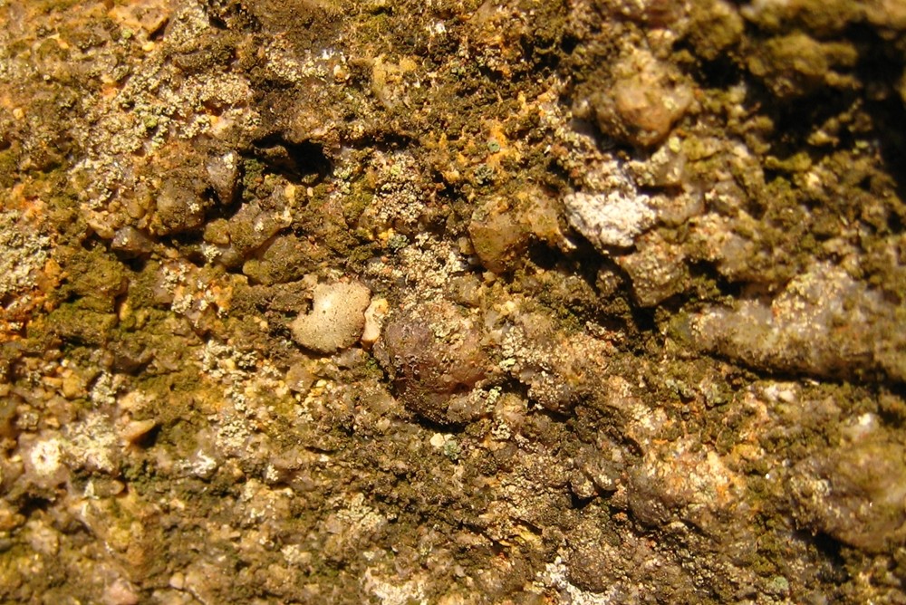 conglomérat ou grès à gros grain, Boulogne