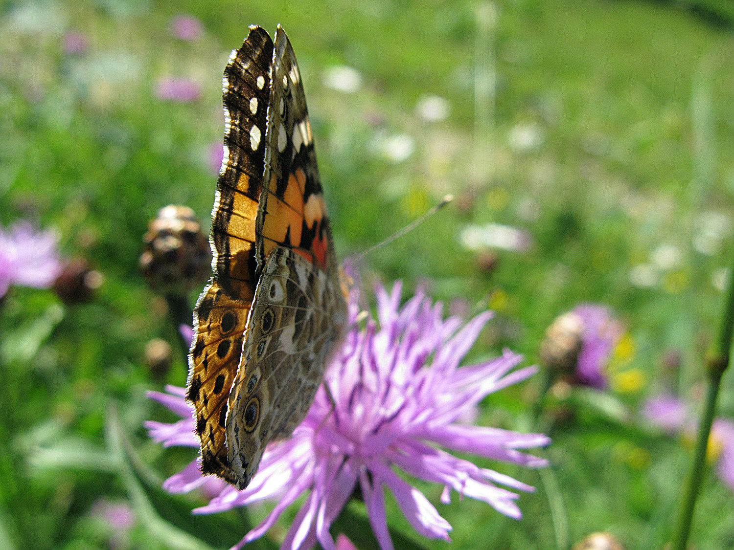 Ailes fermées