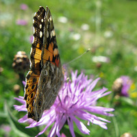 Ailes fermées