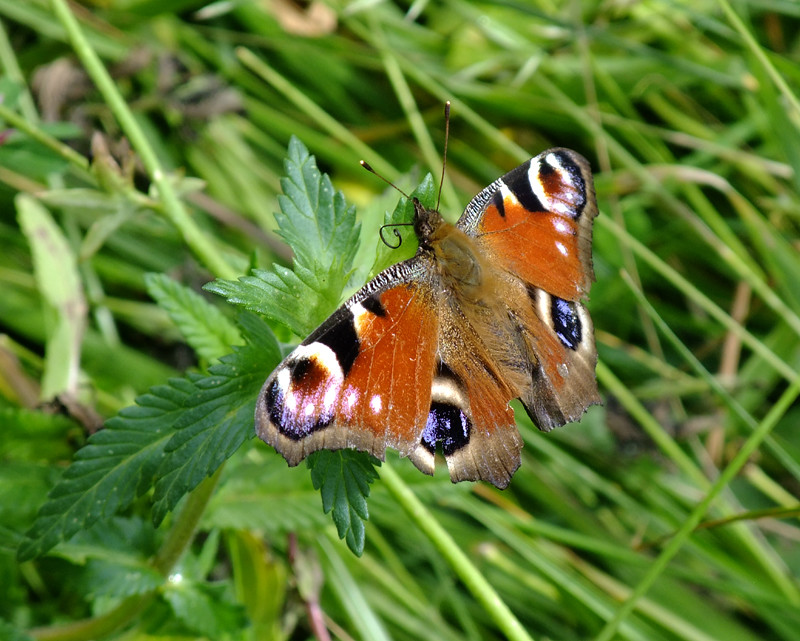 Papillon idiot qui butine les feuilles