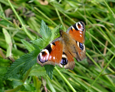 Papillon idiot qui butine les feuilles
