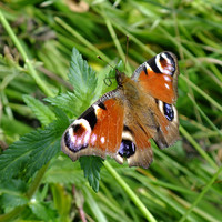 Papillon idiot qui butine les feuilles