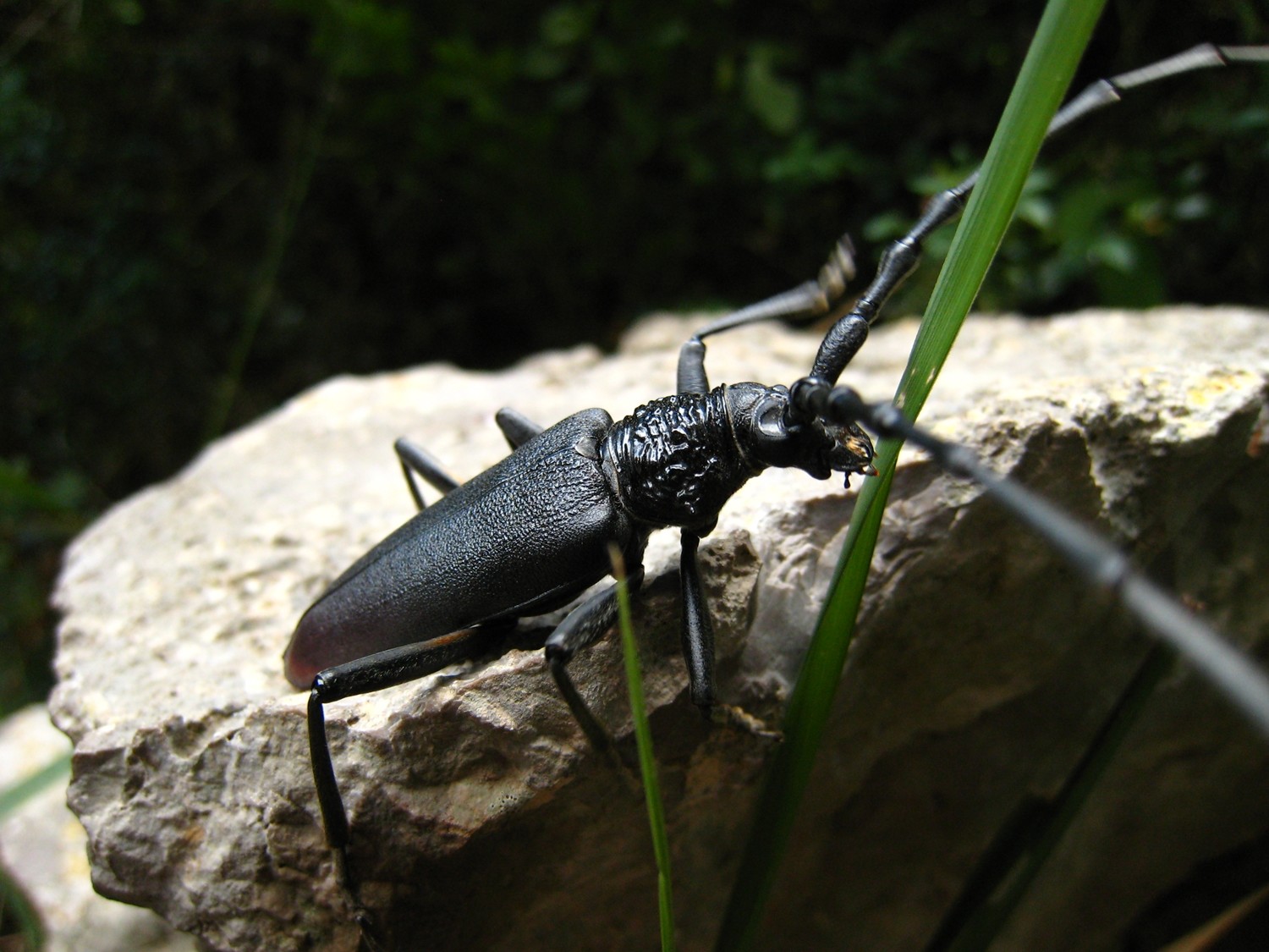 Cerambyx cerdo (grand capricorne)
