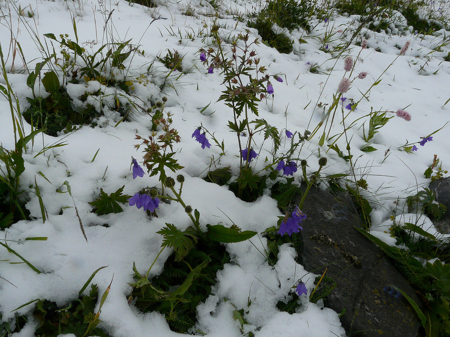 La flore sort tout juste la tête