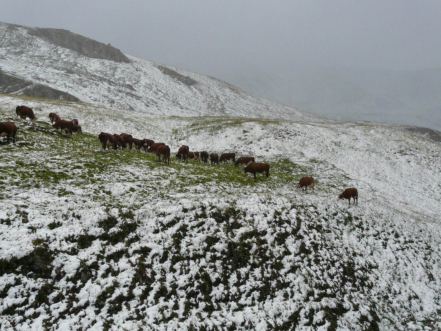 Les vaches ne sont pas trop dérangées