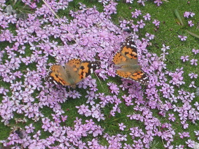 belles dames sur siléne 