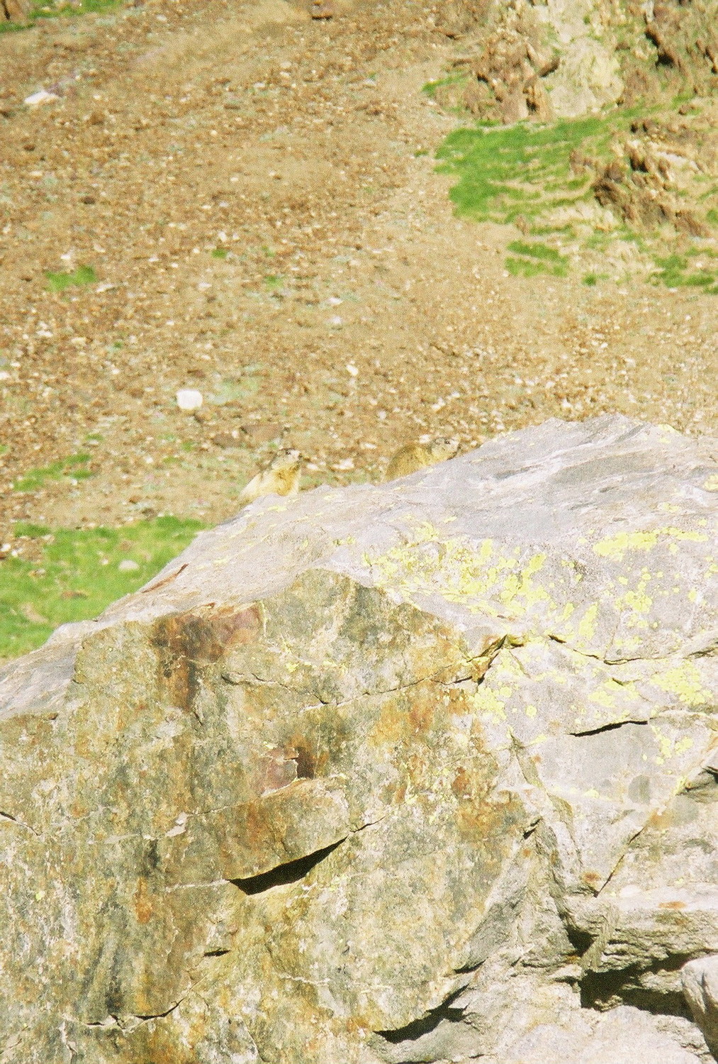 Coucou les marmottes!