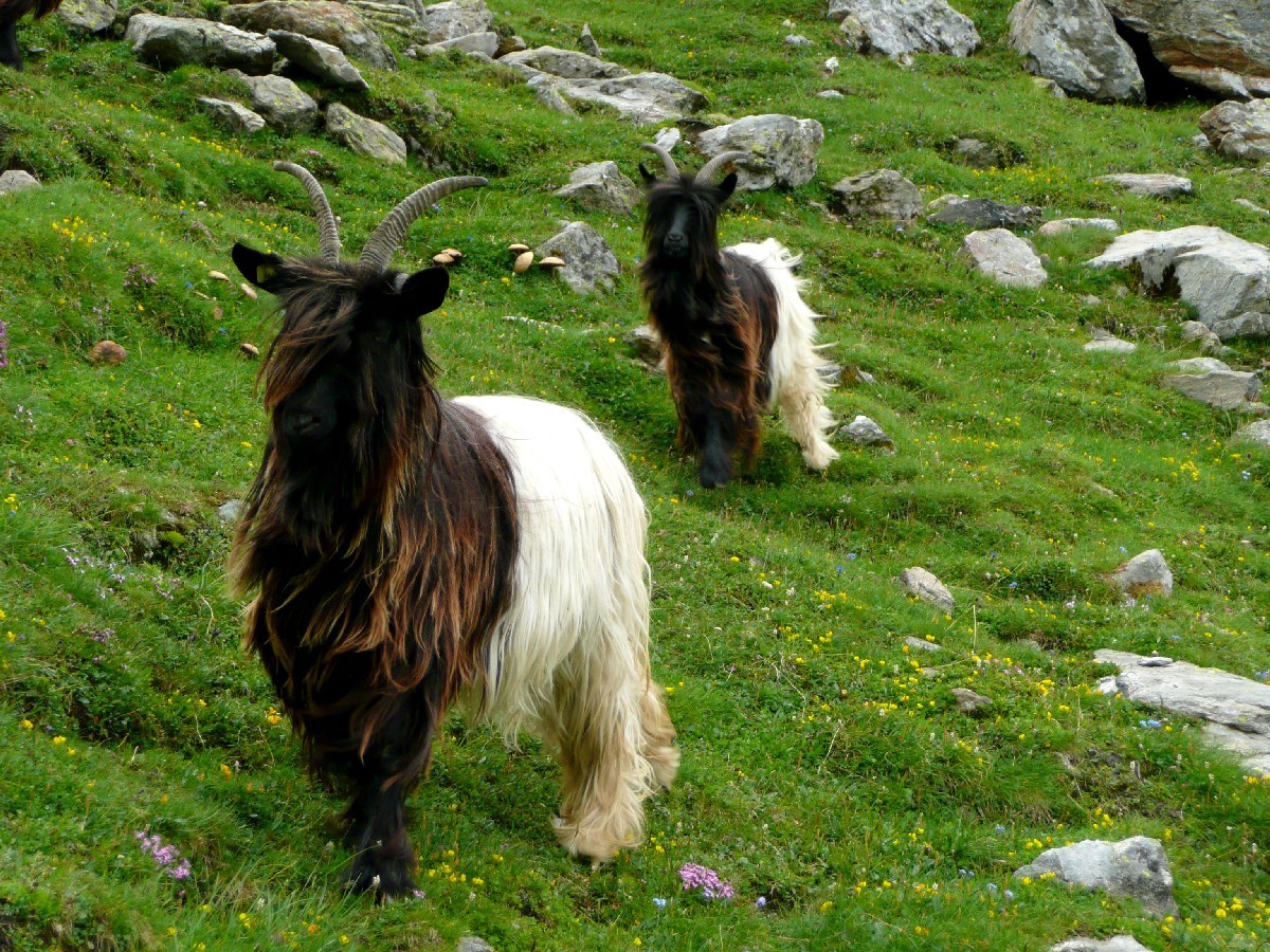Dans la montée à la Rottalhütte