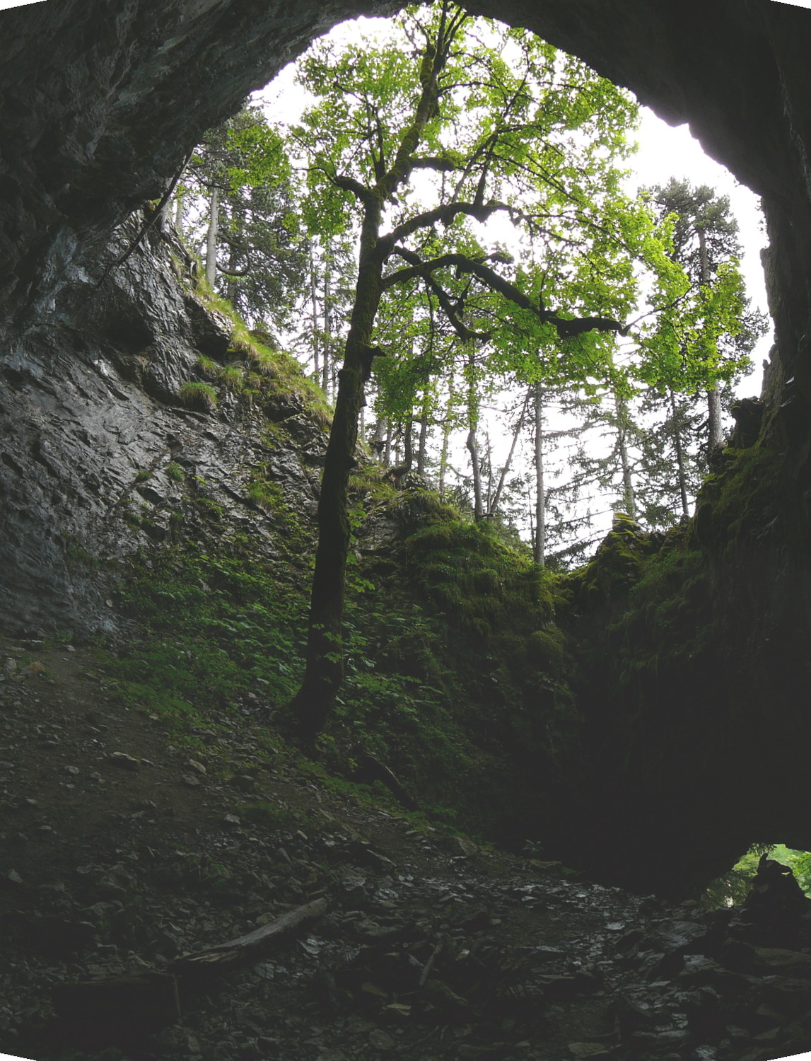 Arbre dans le Trou de la Chapelle entrée Ouest