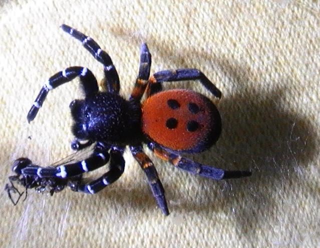 Araignée inconnue