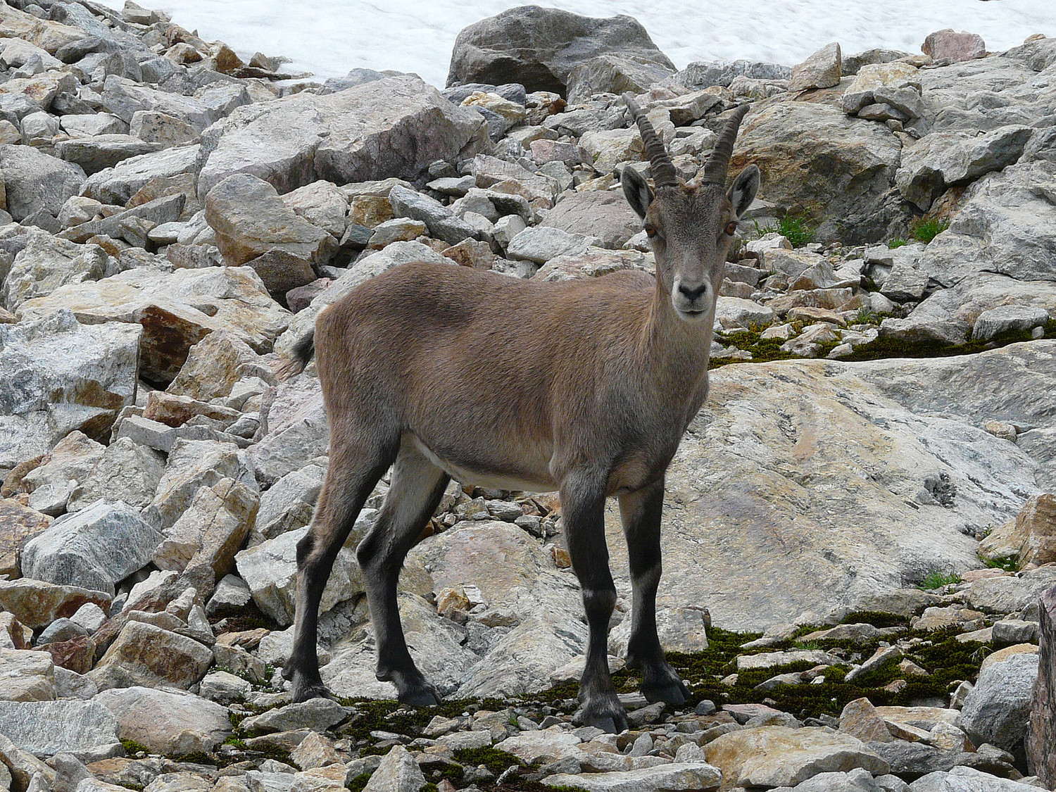Seul compagnon du jour