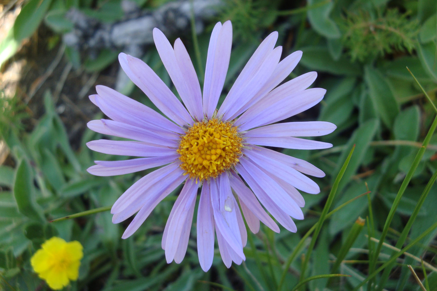 Asters
