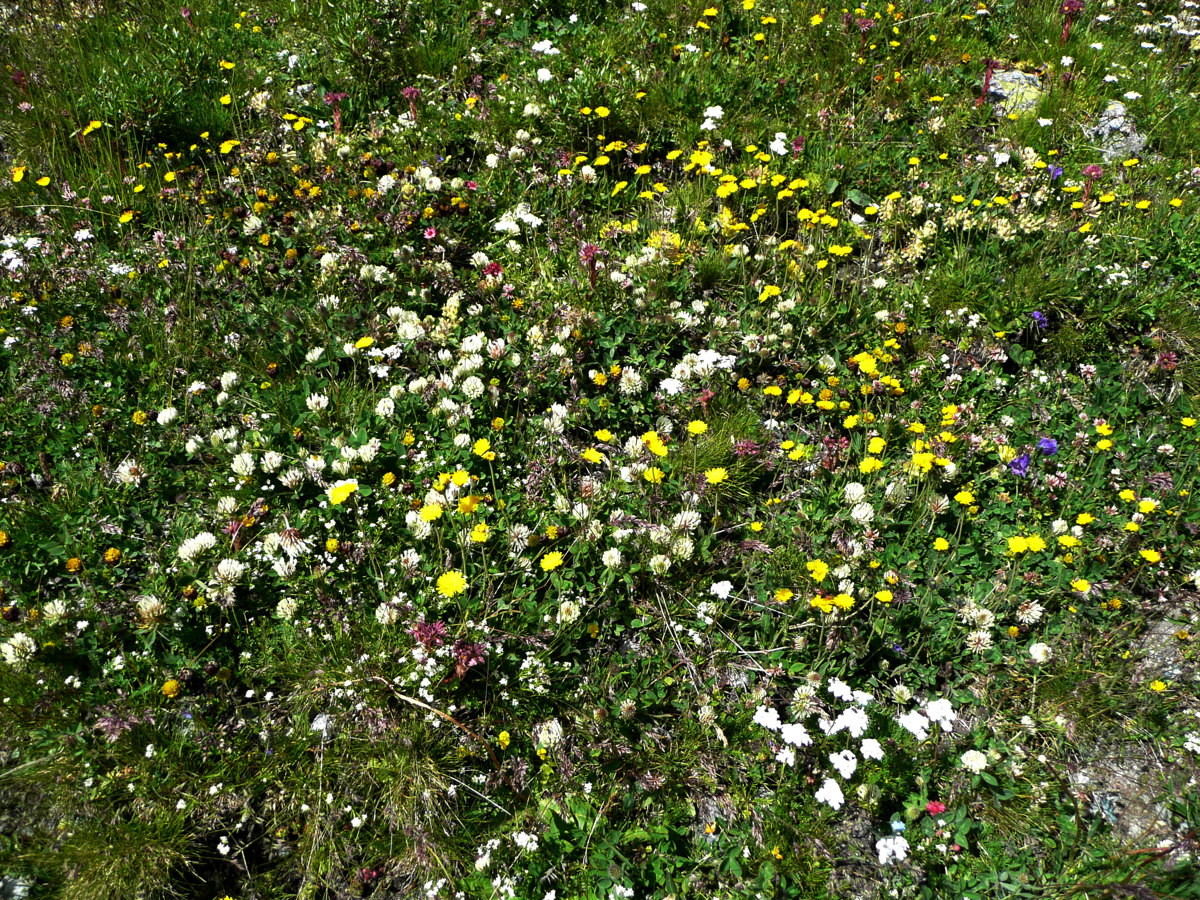 Dans la montée à Moiry