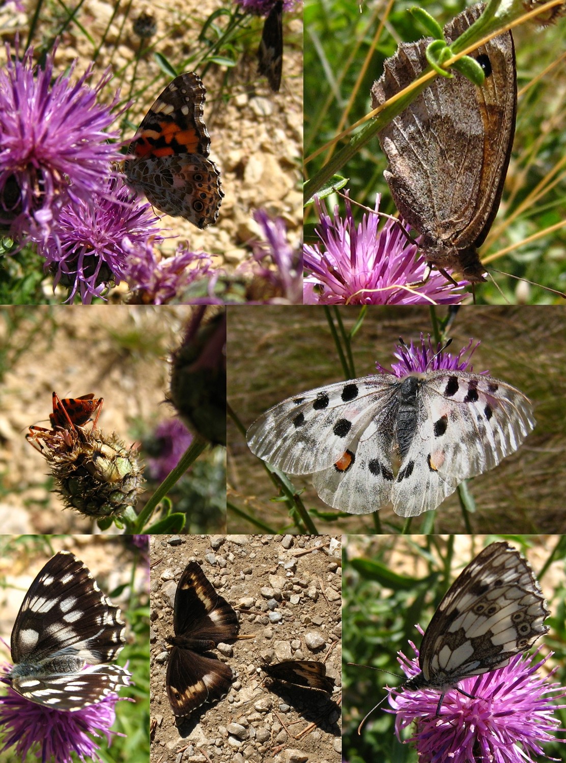 papillons et insectes