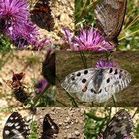 papillons et insectes