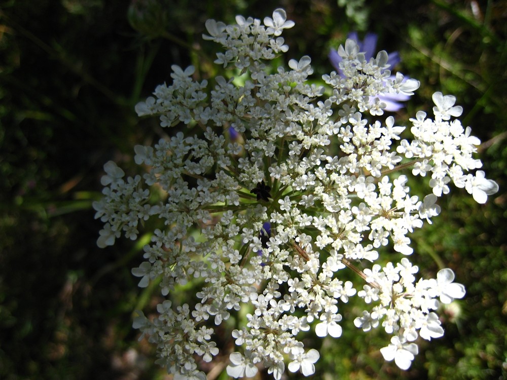 Daucus carota - carotte sauvage : racine comestible mais un peu fibreuse...