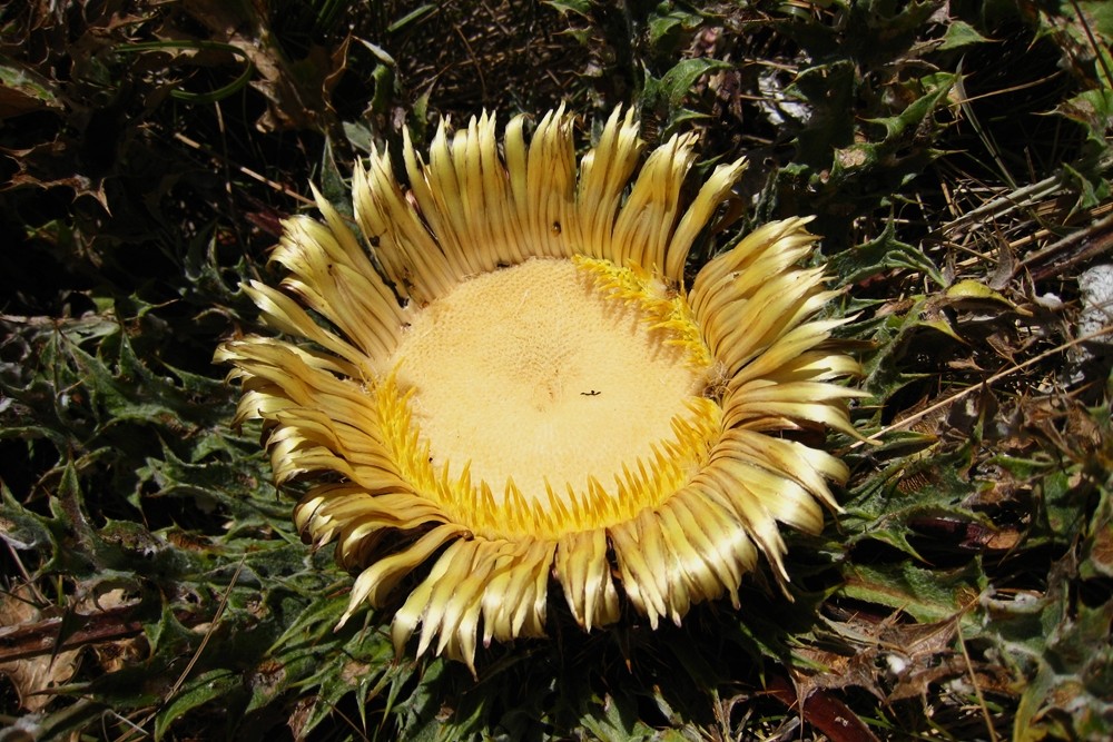 carline à feuille d'acanthes - Carlina acanthifolia