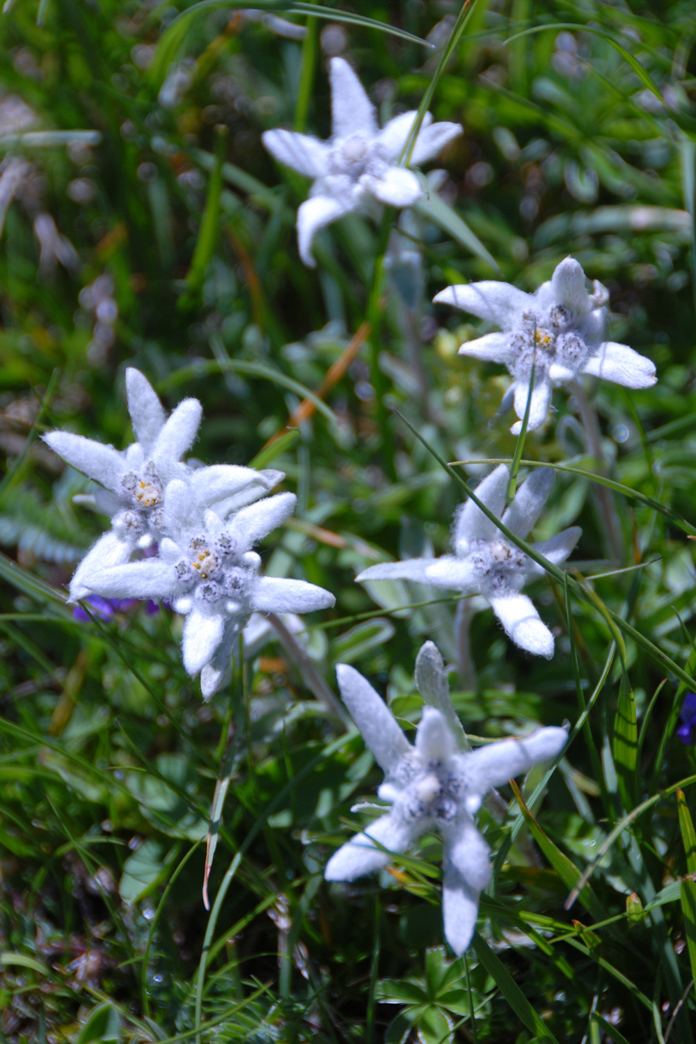 Edelweiss