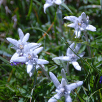 Edelweiss