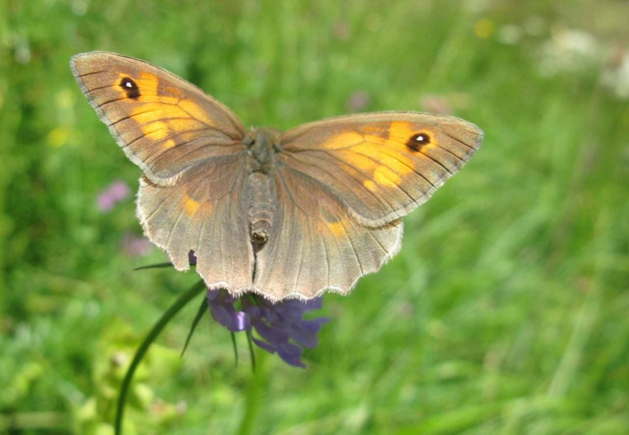 Maniola jurtina (Le myrtil)