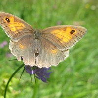 Maniola jurtina (Le myrtil)