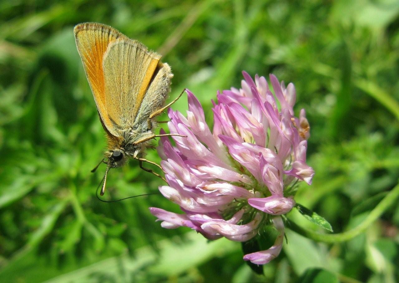 Papillon Hespérie ochlodes venatus sylvaine