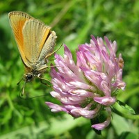 Papillon Hespérie ochlodes venatus sylvaine