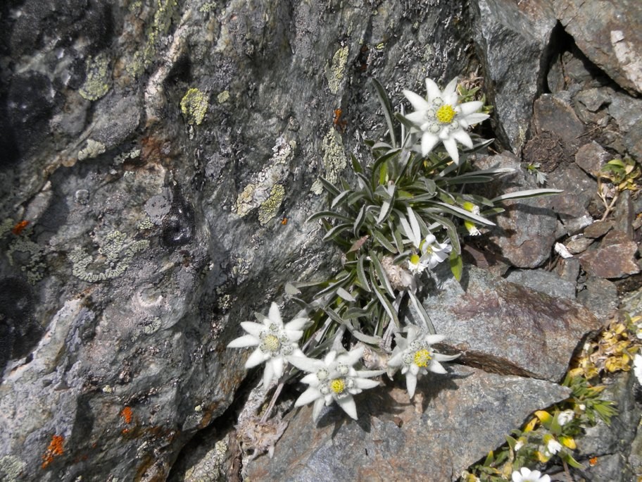 Edelweiss dans la face des contreforts des bans