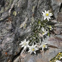 Edelweiss dans la face des contreforts des bans