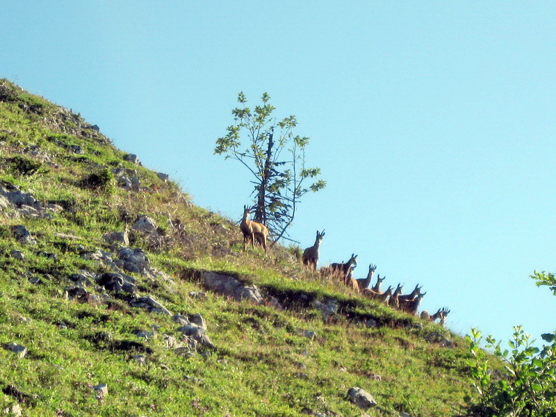 Chamois à la Pointe de Rovagne