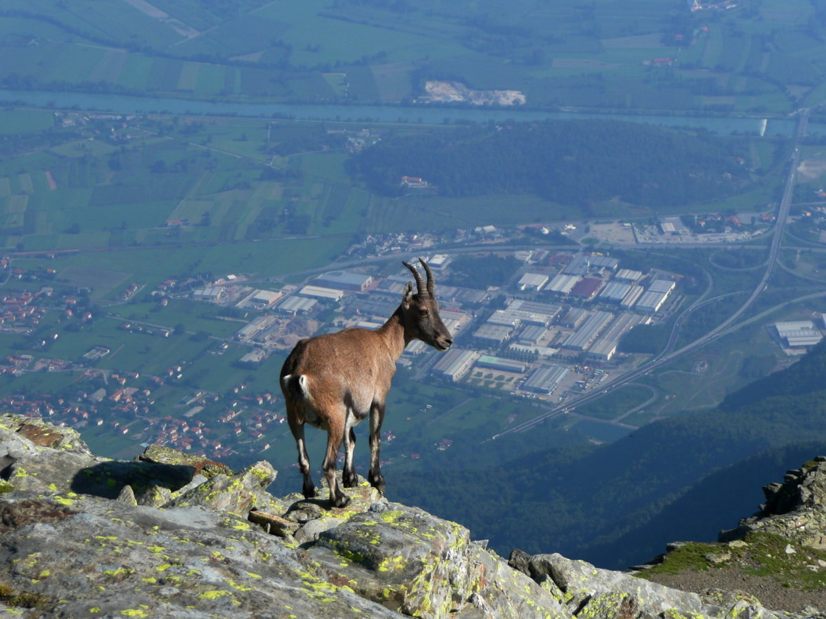 Bouetin sur le Legnone, au fond la Valtellina 2400m plus bas