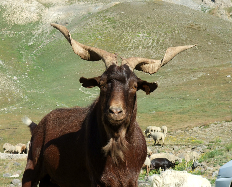 Le baiser qui devait transformer la chèvre en princesse a en fait transformé Baghi en vieux bouc !