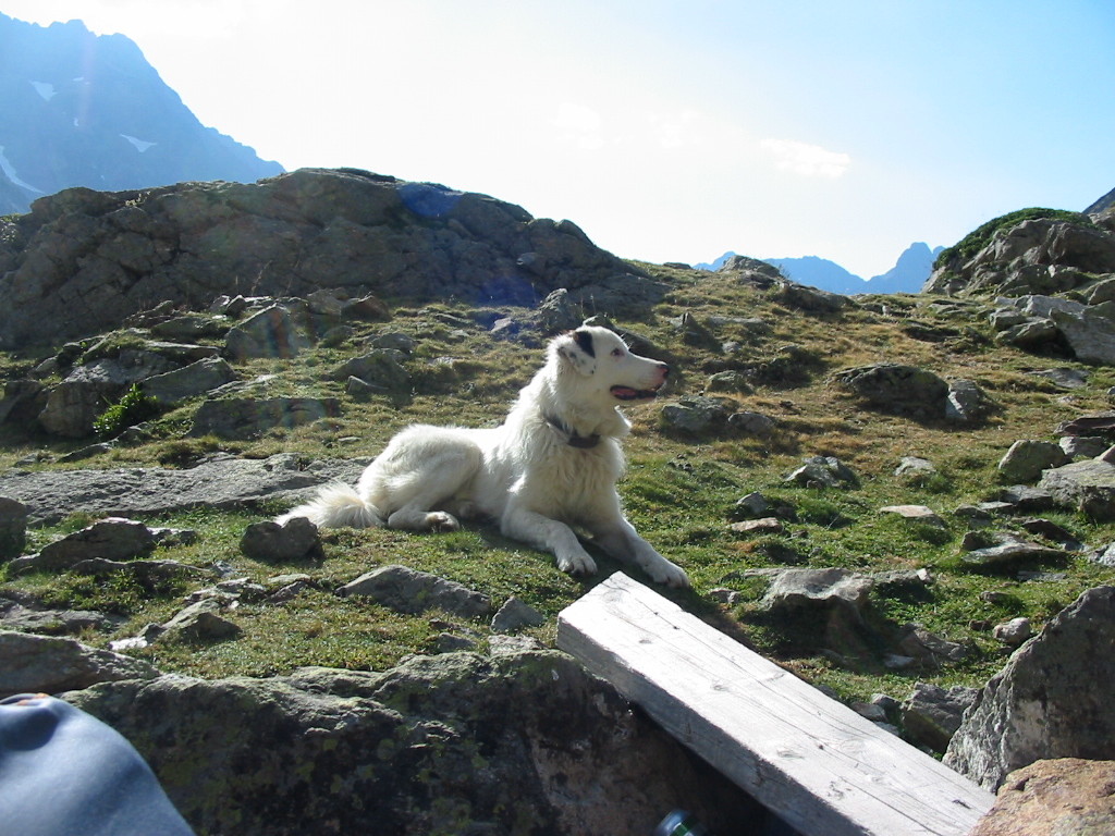 Un compagon au bivouac...