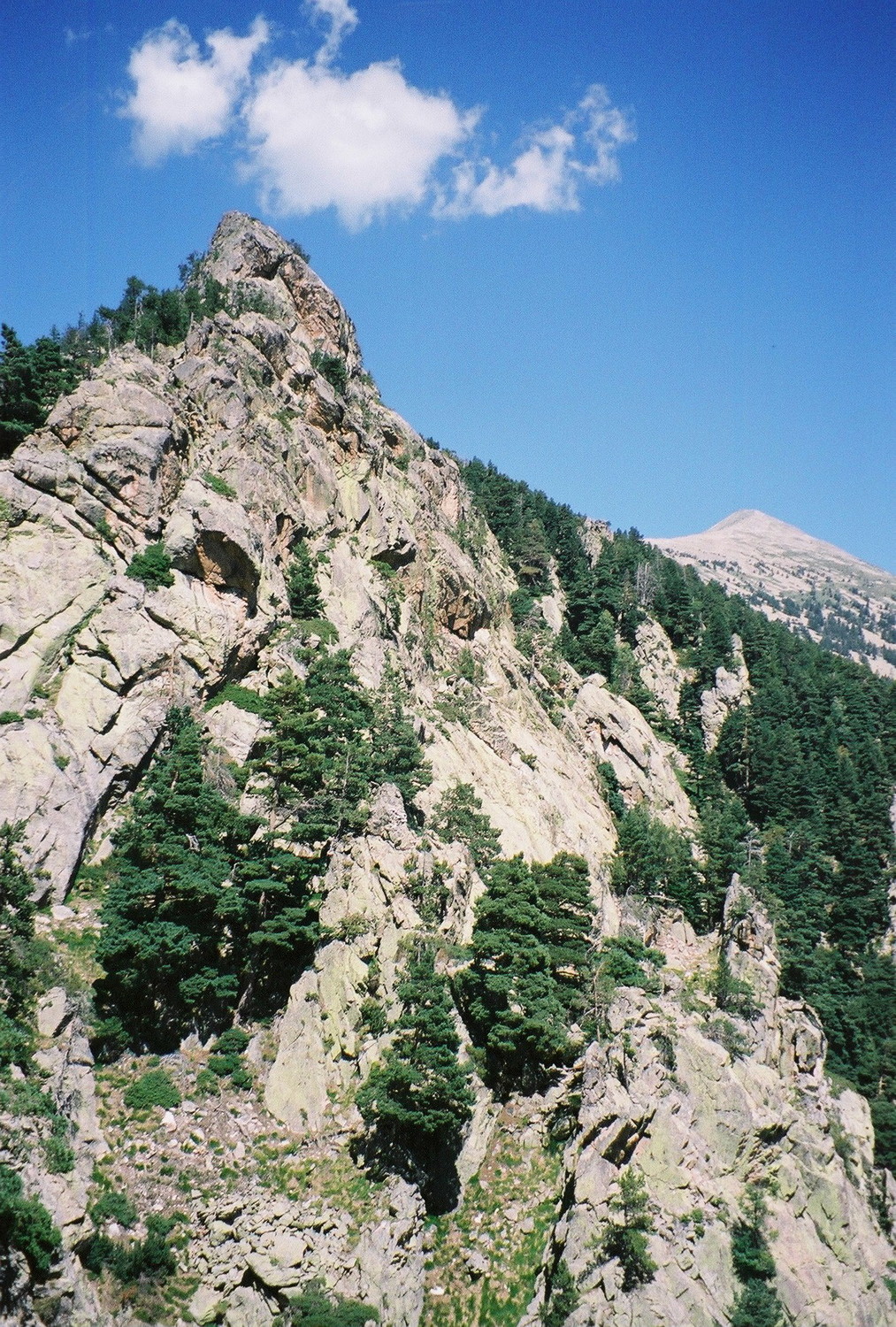 On voit l'arête somitale