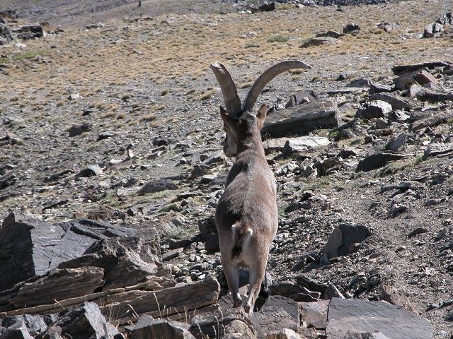 Un bouquetin de la Sierra Nevada