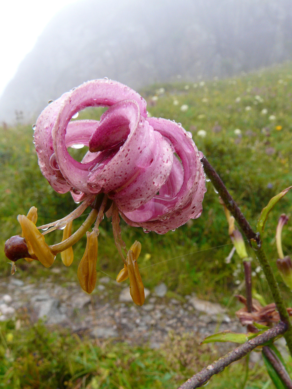 Lis Martagon sous la pluie