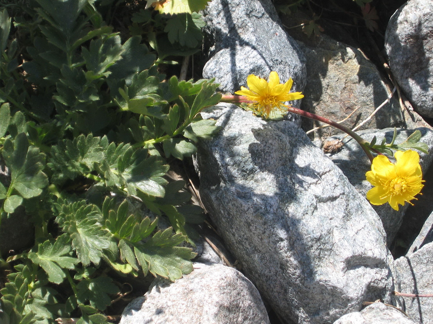 benoite rampante, sur la moraine