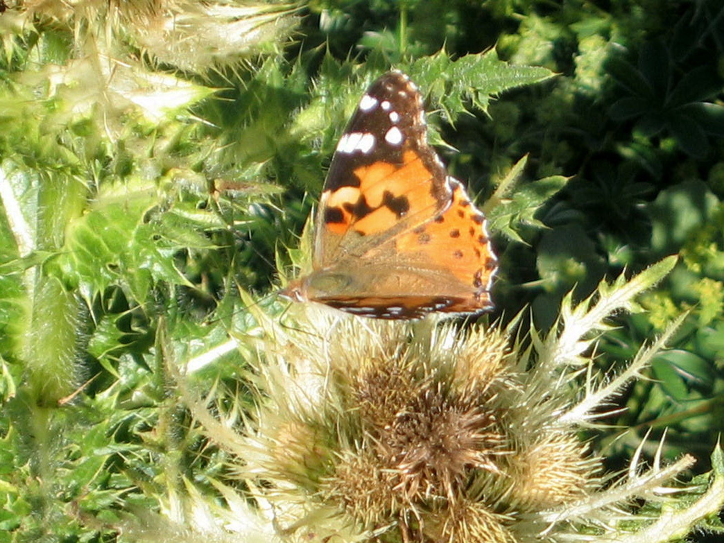 belle dame et chardon