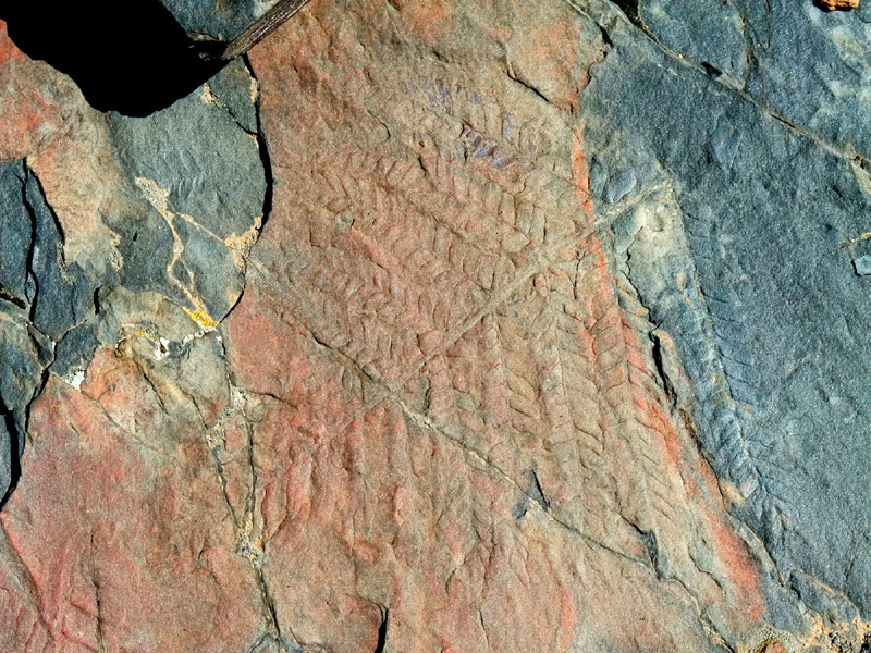 Fougère fossile ?