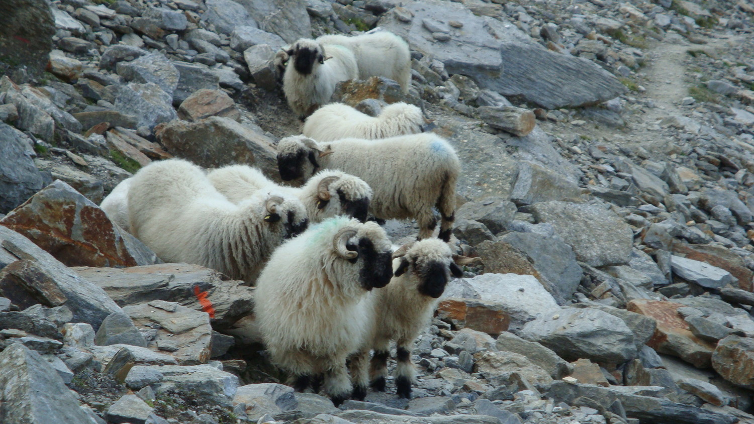 Nez Noirs Oberwallis !