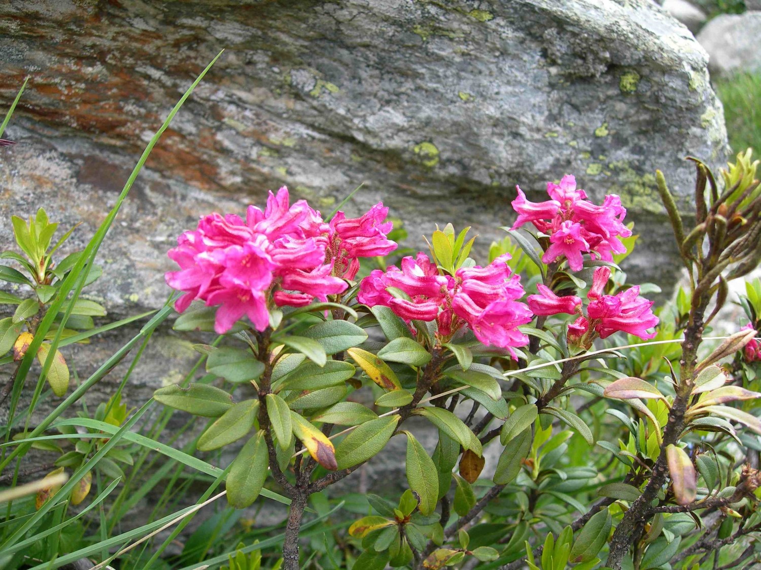 rhodos
