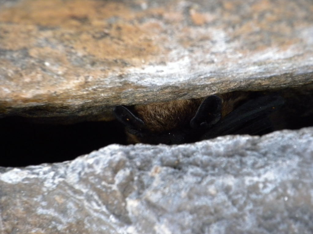 Naters -Tramül, une des chauve-souris du relais