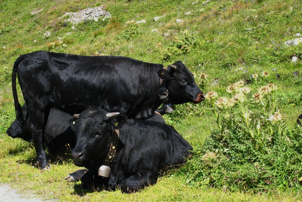 Vaches de la race herens