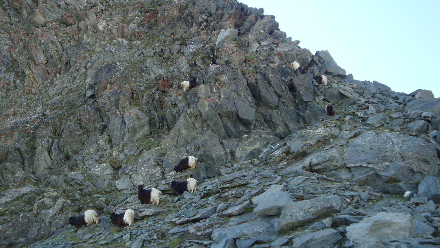 Chèvres alpinistes...Britannia